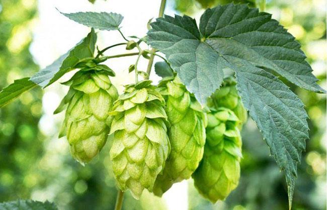 View - Chồi cây này có 26 triệu đồng/kg, là nguyên liệu làm đồ uống ưu thích của hàng tỷ người trên Thế giới