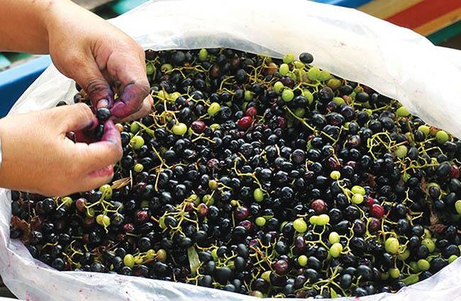 View - Loại quả dại trước rụng đầy không ai ăn, giờ là "mỏ vàng” được săn lùng, giá bán 60.000 đ/kg