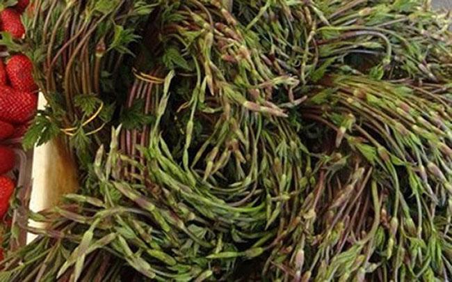 View - Chồi cây này có 26 triệu đồng/kg, là nguyên liệu làm đồ uống ưu thích của hàng tỷ người trên Thế giới