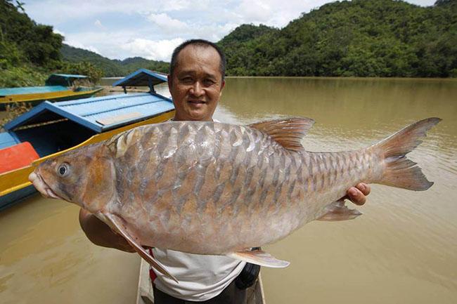 View - Cá được mệnh danh là "vong bất liễu ngư” có giá 10 triệu đồng/kg, sống môi trường rất đặc biệt