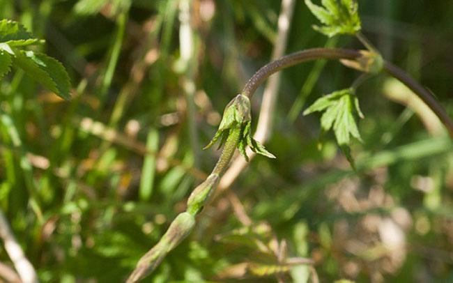 View - Chồi cây này có 26 triệu đồng/kg, là nguyên liệu làm đồ uống ưu thích của hàng tỷ người trên Thế giới