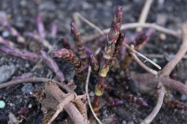 View - Chồi cây này có 26 triệu đồng/kg, là nguyên liệu làm đồ uống ưu thích của hàng tỷ người trên Thế giới