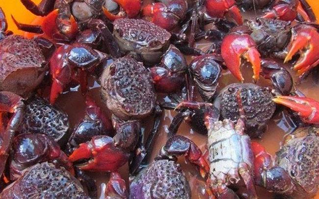 View - Con này trước cho không ai ăn, giờ là đặc sản được săn lùng, thịt ngon hơn cả cua ghẹ, giá 80.000 đồng/kg
