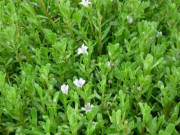 Bếp Eva - Cây hay bị nhầm là rau sam, đắng ngắt nhưng là kho vitamin C, nấu với con này được món đặc sản