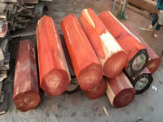 Lifestyle - Ở Việt Nam loại gỗ được xem là “báu vật”, giá lên tới cả tỷ đồng, thương lái Trung Quốc săn lùng ráo riết