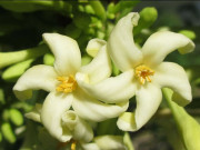 Lifestyle - Thứ quý nhất của cây đu đủ nhưng toàn bị vứt đi, đem sấy khô giá nửa triệu/kg vẫn không đủ bán