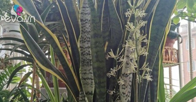 View - Cây lưỡi hổ bỗng có điều lạ, người đàn ông trúng 40 tỷ Vietlott: 6 cây cảnh phát tài cứ nở hoa là nhiều tiền của