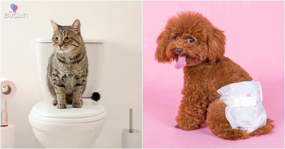 View - Top 5 món đồ giúp bạn không còn stress với việc đi vệ sinh của mèo, có món giá chưa đến 2 nghìn đồng
