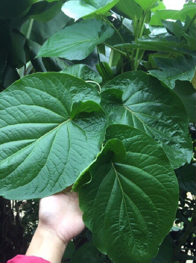 Loại cây “lá kim cương” giá 250.000 đồng/kg, tự trồng tại nhà vừa ăn vừa làm thuốc, làm cảnh cũng đẹp - 4