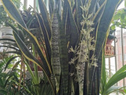 Nhà đẹp - Cây lưỡi hổ bỗng có điều lạ, người đàn ông trúng 40 tỷ Vietlott: 6 cây cảnh phát tài cứ nở hoa là nhiều tiền của