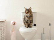 Lifestyle - Top 5 món đồ giúp bạn không còn stress với việc đi vệ sinh của mèo, có món giá chưa đến 2 nghìn đồng