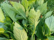 Nhà đẹp - Loại rau xưa toàn nhổ vứt đi, nay thành đặc sản giá 200.000 đồng/kg, xin hoa về ném vào đất cũng lên cây