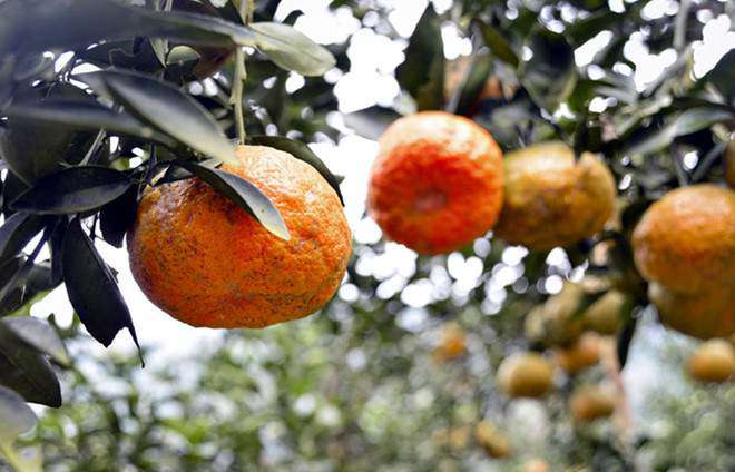 8 đặc sản Tuyên Quang mua về làm quà thì hết ý, ai nhận cũng khen tấm tắc vì quá ngon - 5