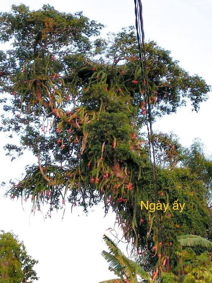 View - Cây thanh long cổ thụ quả mọc sai trĩu từ gốc đến ngọn: Trái chín đỏ rực cả một góc làng, được chia sẻ rần rần trên MXH