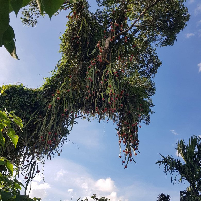 View - Cây thanh long cổ thụ quả mọc sai trĩu từ gốc đến ngọn: Trái chín đỏ rực cả một góc làng, được chia sẻ rần rần trên MXH