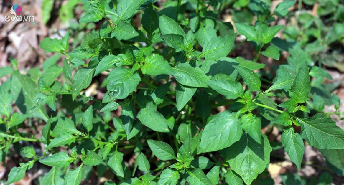 View - Loại rau xưa mọc hoang nay thành đặc sản 55.000 đồng/kg, quả có giá cao gấp 7 lần, trồng một chậu ăn quanh năm