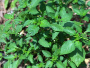 Nhà đẹp - Loại rau xưa mọc hoang nay thành đặc sản 55.000 đồng/kg, quả có giá cao gấp 7 lần, trồng một chậu ăn quanh năm