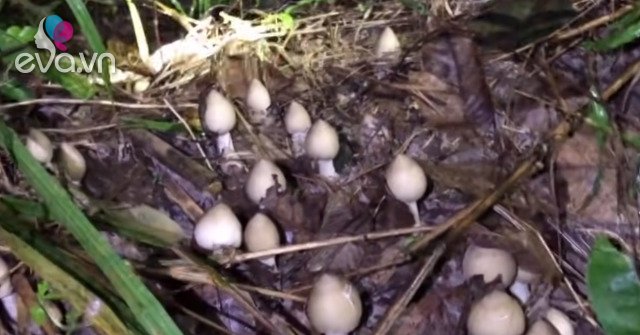 View - Lộc trời mọc tua tủa sau mưa, chỉ hái được vào ban đêm, 1 triệu/kg vẫn hết sạch, nấu món hao cơm