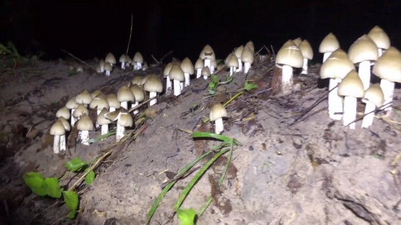 View - Lộc trời mọc tua tủa sau mưa, chỉ hái được vào ban đêm, 1 triệu/kg vẫn hết sạch, nấu món hao cơm