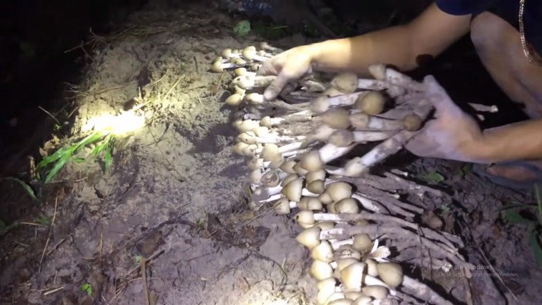 View - Lộc trời mọc tua tủa sau mưa, chỉ hái được vào ban đêm, 1 triệu/kg vẫn hết sạch, nấu món hao cơm