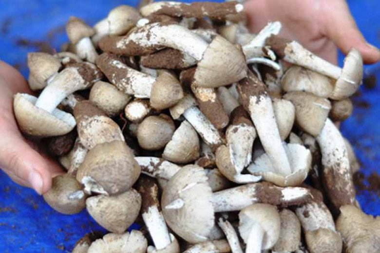 View - Lộc trời mọc tua tủa sau mưa, chỉ hái được vào ban đêm, 1 triệu/kg vẫn hết sạch, nấu món hao cơm