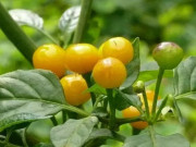 Nhà đẹp - Loại quả bé xíu nhưng giá 1 triệu đồng/kg, trồng trong chậu vừa ăn vừa làm cảnh được, nhà nhìn “sang hẳn”
