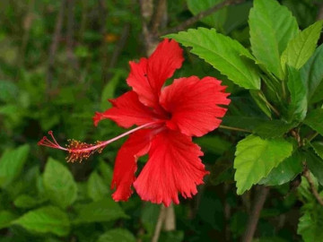 Loại cây xưa làm hàng rào, giờ được chị em lùng mua vừa trang trí nhà cửa vừa hái lá nấu canh, 70.000 đồng/chậu