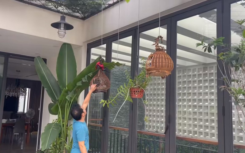 Mới đây, ca sĩ Trọng Tấn khoe cảnh ở nhà khi chơi cùng chim, anh chia sẻ: "Chiều mát, mang chim ra luyện".
