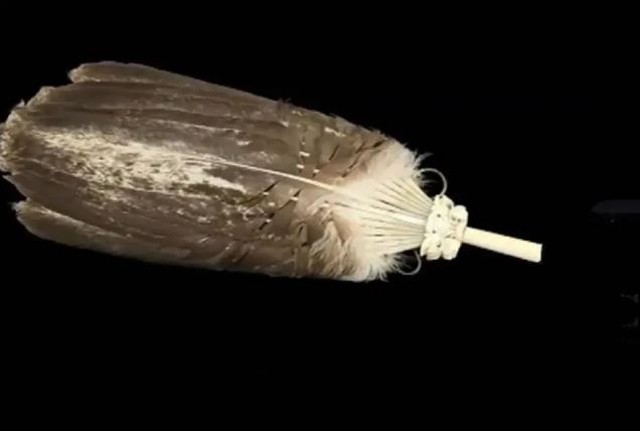 Chàng trai đem quạt lông vũ đi thẩm định, chuyên gia tá hỏa: amp;#34;Giá không dưới 30 tỷ nhưng nếu bán sẽ gặp đại họaamp;#34; - 2