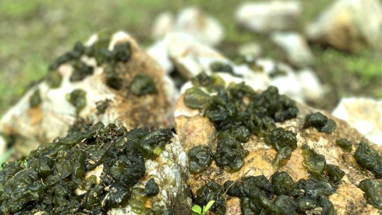 Dún đá (hay còn gọi là mầm đá) là những mầm rêu mọc trên những tảng đá vôi trắng chỉ có ở Ninh Bình.