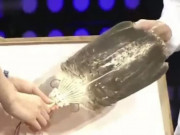 Tin tức - Chàng trai đem quạt lông vũ đi thẩm định, chuyên gia tá hỏa: "Giá không dưới 30 tỷ nhưng nếu bán sẽ gặp đại họa"