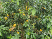 Tin tức - Nghề lạ ở Việt Nam: Trồng loại vú sữa nhập ngoại, trái sai trĩu trịt, thành đặc sản từng gây sốt với giá đắt