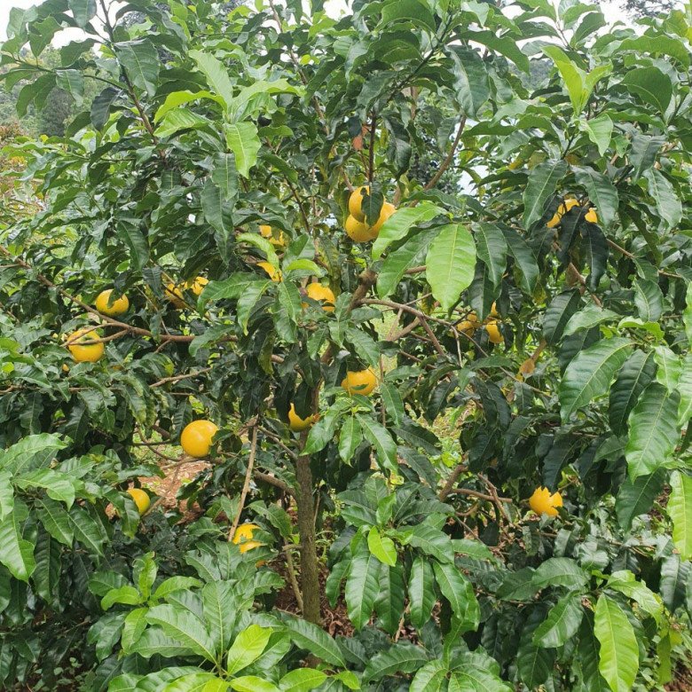Vú sữa Hoàng Kim từng gây sốt với giá đắt đỏ, nay giá đã hạ nhiệt nhưng nhu cầu của thị trường vẫn còn rất nhiều. 