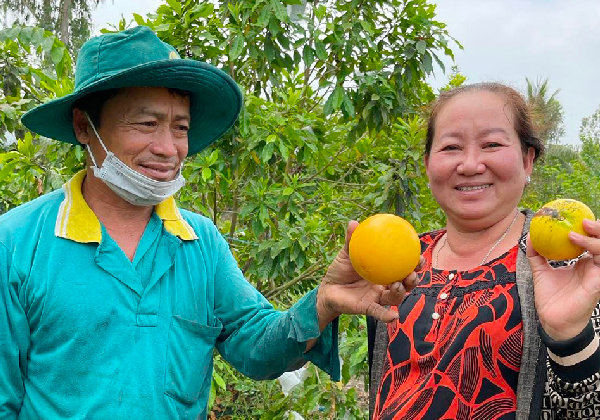 Vườn vú sữa sai trĩu quả của ông Hải.