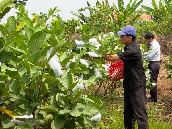 Thu hoạch vú sữa Hoàng Kim tại vườn.