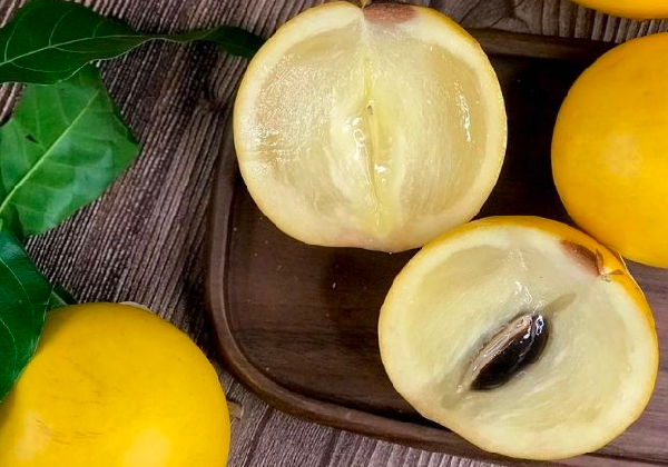 Nghề lạ ở Việt Nam: Trồng loại vú sữa nhập ngoại, trái sai trĩu trịt, thành đặc sản từng gây sốt với giá đắt - 3