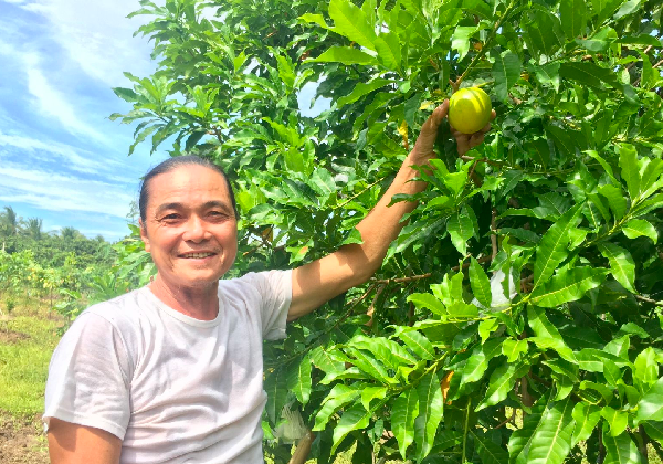 Vú sữa hoàng kim là loại cây có năng suất tốt, tiềm năng trên thị trường.