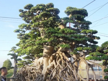 Người đàn ông Bình Định sở hữu cây duối cổ hàng trăm tuổi, khách trả giá 18 tỷ không chịu bán