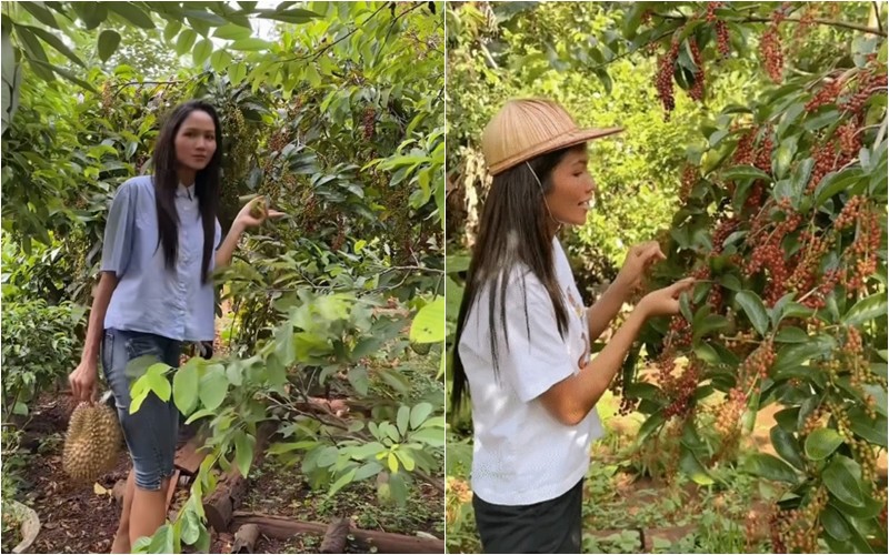 Mỹ nhân 9x còn giới thiệu một loại cây "rất là bonsai" trong vườn nhà mình và đố mọi người phát hiện ra là cây gì. Được biết đây là cây chòi mòi, H'Hen Niê rất thích ăn loại trái này.
