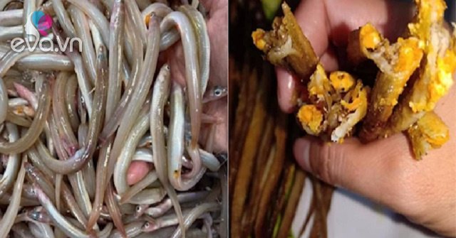 View - Cá này nhìn như "cọng tre”, khắp cơ thể toàn là sụn, thưởng thức một lần là nhớ mãi, giá bán 150.000 đồng/kg