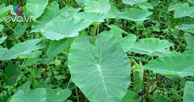 View - Loại cây dại mọc lên tua tủa sau mưa, vườn nhà ai cũng có vài khóm, ra nước ngoài là đặc sản có giá 300.000 đồng/kg