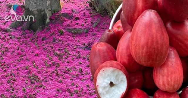 View - Loại quả bên ngoài đỏ như son, món ăn vặt mới chị em lùng mua ăn thử, giá 100.000 đồng/kg