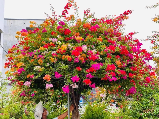 Hoa giấy Thái có nguồn gốc từ Thái Lan, với nhiều đặc điểm nổi bật như sai hoa, hoa bền, đẹp và khả năng sinh trưởng phát triển mạnh hơn hoa giấy ta. Cây hoa thậm chí có thể cao tới 12m.