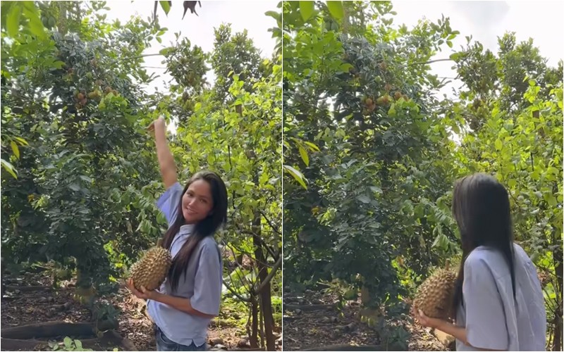 Người đẹp chia sẻ, mùa này đến Đắk Lắk thì rất nhiều trái cây ngon. Trong vườn nhà H'Hen Niê cũng có rất nhiều loại cây khác như bơ, chôm chôm, na... 
 
