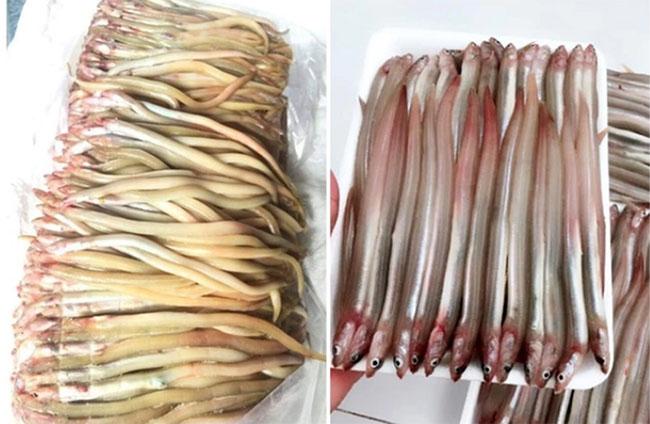 View - Cá này nhìn như "cọng tre”, khắp cơ thể toàn là sụn, thưởng thức một lần là nhớ mãi, giá bán 150.000 đồng/kg