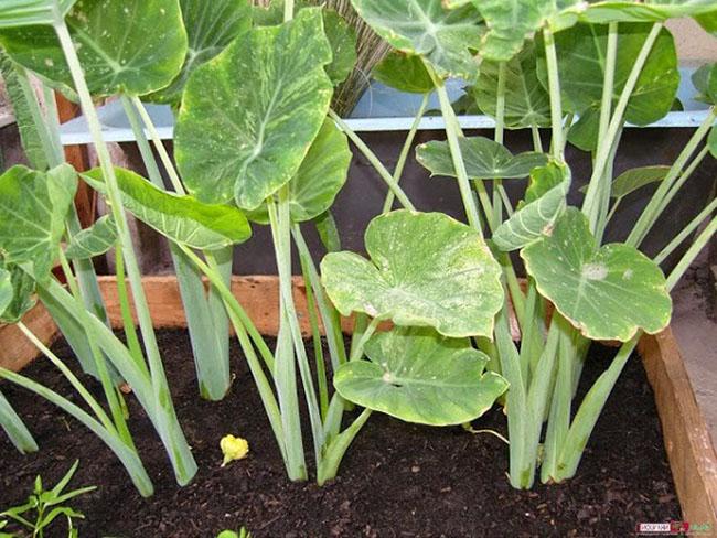 View - Loại cây dại mọc lên tua tủa sau mưa, vườn nhà ai cũng có vài khóm, ra nước ngoài là đặc sản có giá 300.000 đồng/kg