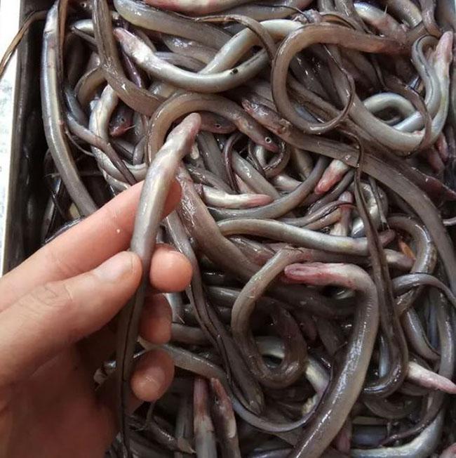 View - Cá này nhìn như "cọng tre”, khắp cơ thể toàn là sụn, thưởng thức một lần là nhớ mãi, giá bán 150.000 đồng/kg