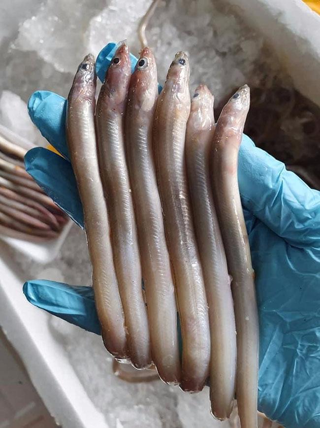 View - Cá này nhìn như "cọng tre”, khắp cơ thể toàn là sụn, thưởng thức một lần là nhớ mãi, giá bán 150.000 đồng/kg