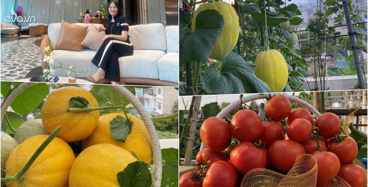 View - Mẹ đảm Quảng Ninh trốn ông xã xách đồ nghề lên sân thượng làm vườn, dưa tự trồng còn giòn ngọt hơn ngoài chợ