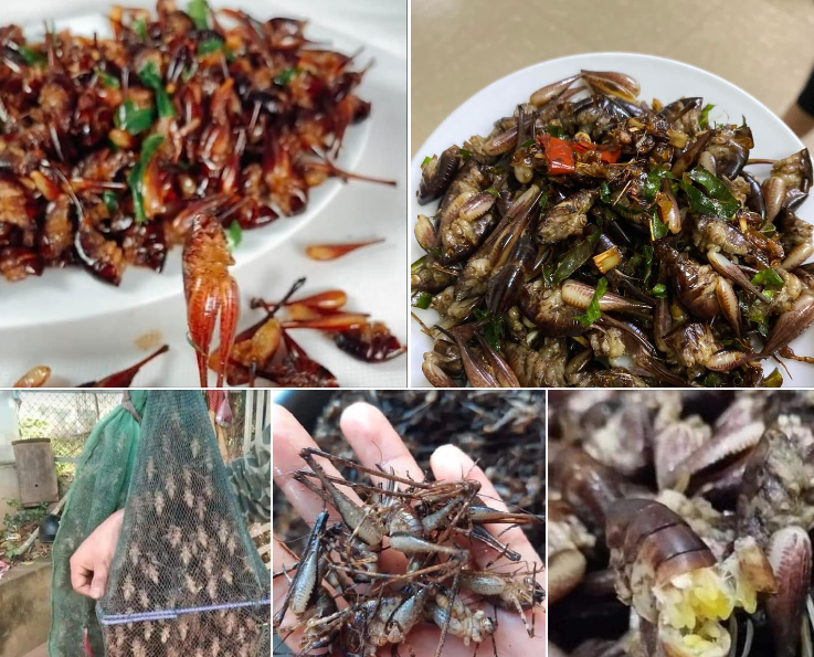 Lộc trời bò ra từ hốc cây, dân đi bắt về bán 500.000 đồng/kg thành đặc ...